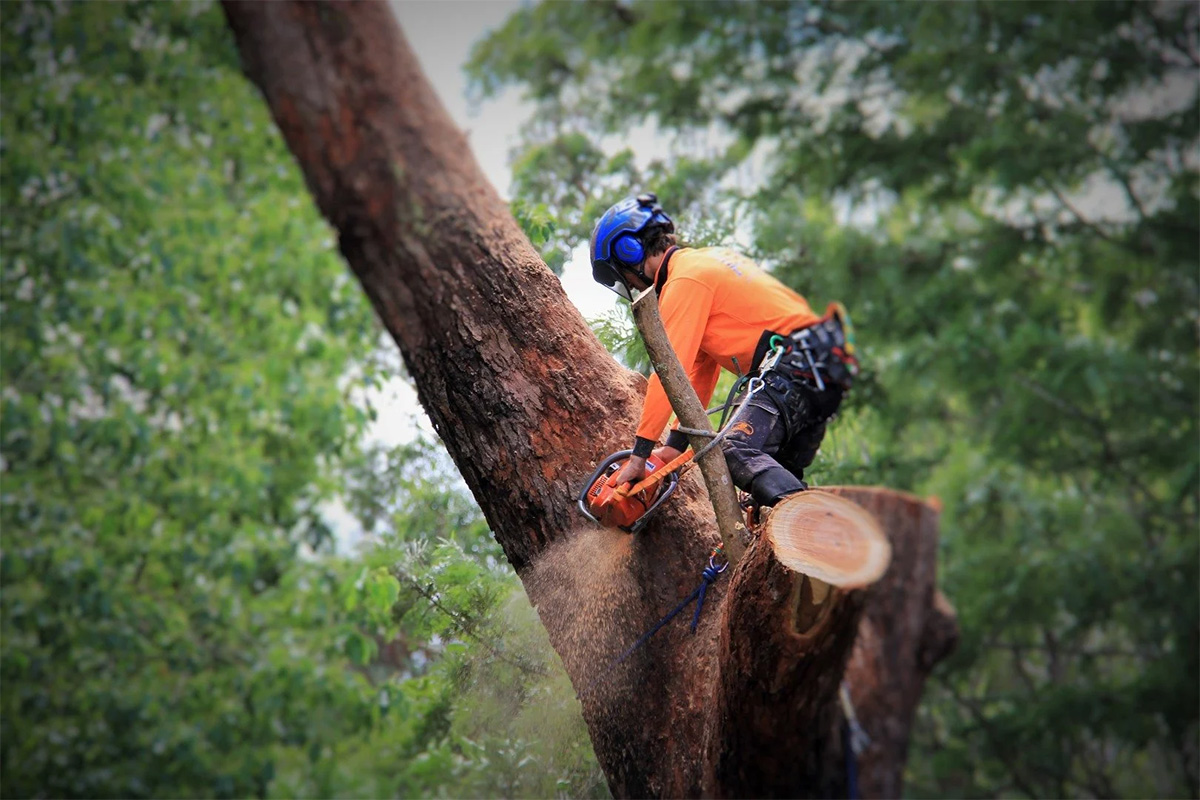 Tree Removal