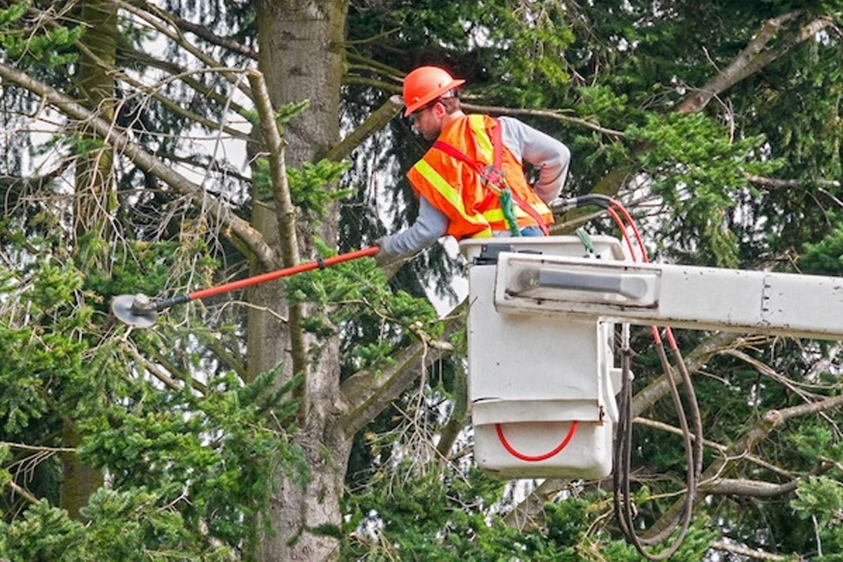 Tree Trimming